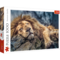 1000 Piece Jigsaw Puzzles, Sleeping Lion, Wild Animal Puzzle, Big Cats Puzzle, Adult Puzzles, Trefl 10447